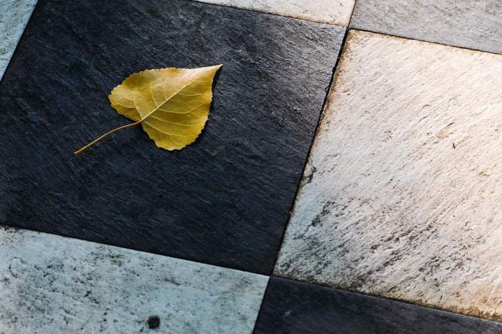 leaf 4470075 1280 (2)