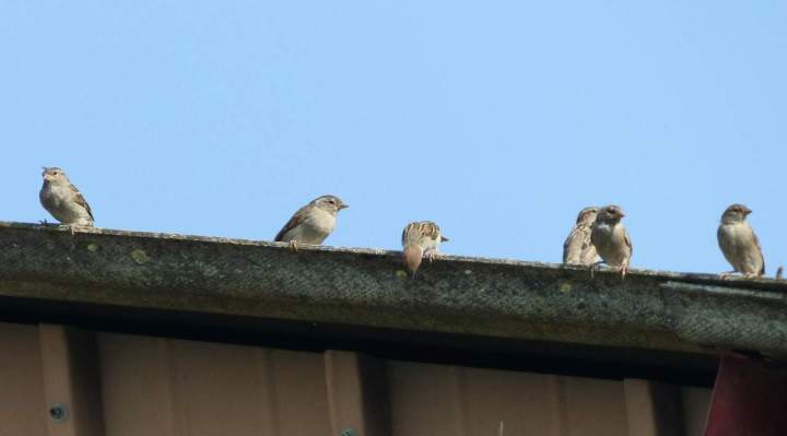 sparrows 3623463 1280